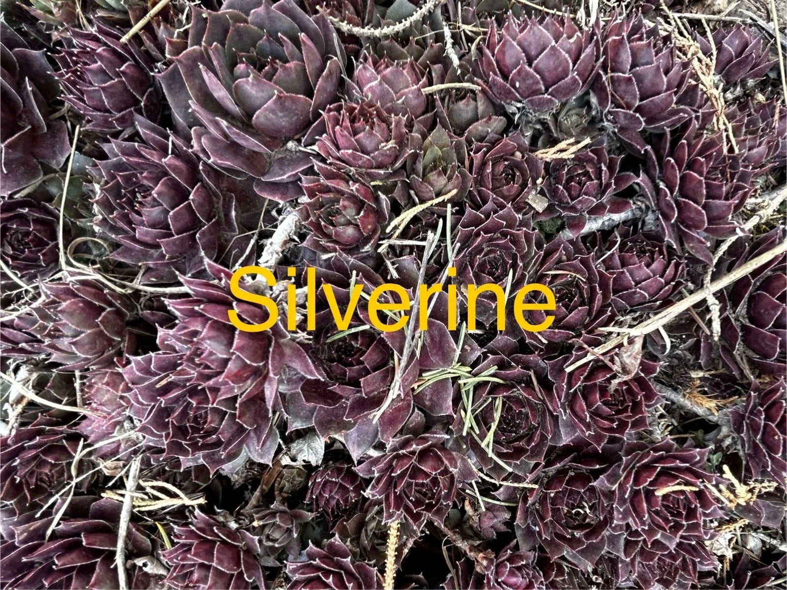 Silverine Hens and Chicks Succulents - 10 Live Sempervivum Hardy Perennials for Zones 4-8, Rock Gardens & Pots