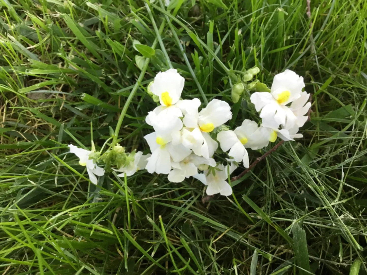 Nemesia Poetry Innocence Seeds - Packet of 100 Annual Flower Seeds