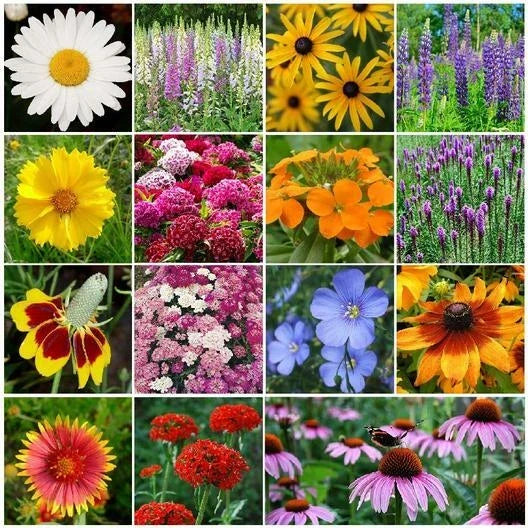 Bulk Perennial Wildflower Seeds Pack – Over 3000 Non-GMO Seeds for Fall & Spring Planting – Diverse Varieties for Gardens & Meadows
