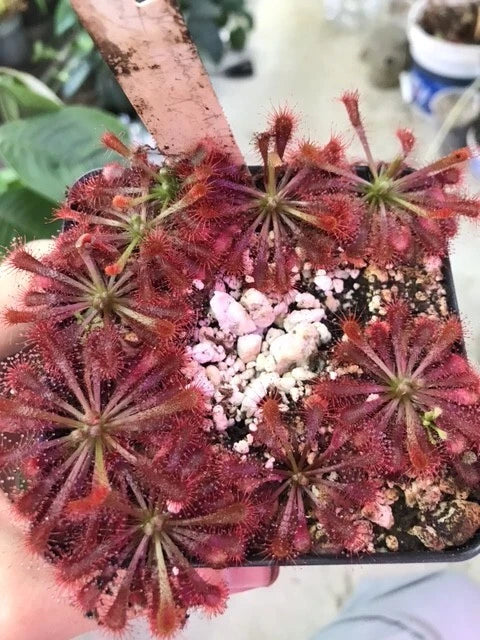 Drosera Spatulata Hartmeyer x Beenak Carnivorous Sundew Plant - Insect-Eating Houseplant, Live 4-Inch Pot