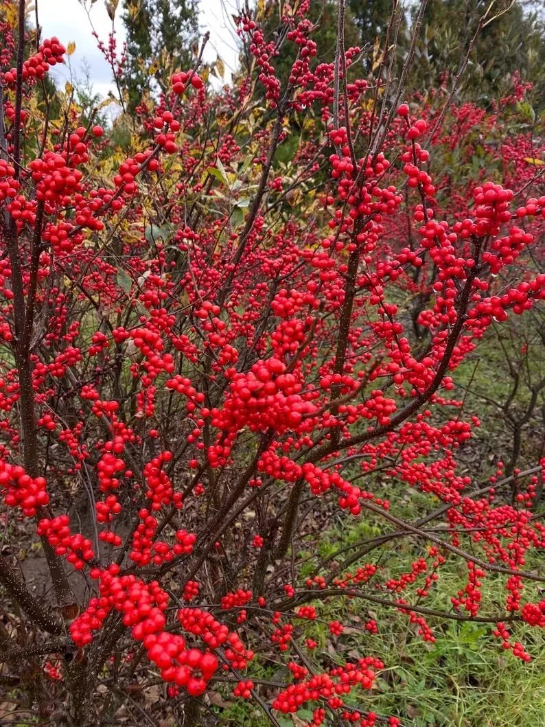 Winterberry Bush Seeds - 30 Pack Ilex verticillata for Wildlife, Red Berries, Fall Foliage, Wetland Garden Planting