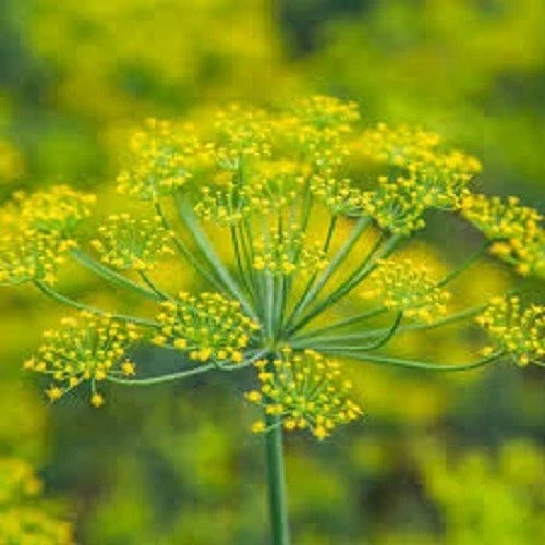 Premium Organic Heirloom Dill Seeds - Anethum graveolens Culinary Herb Seed Packet for Gardening