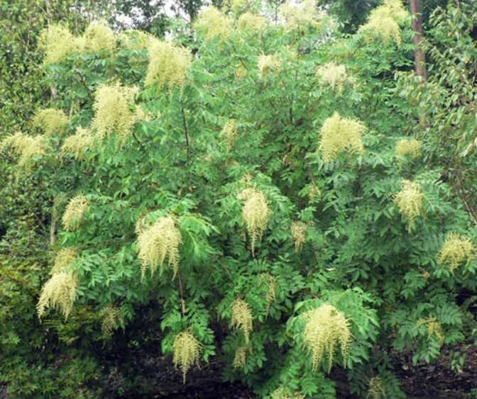 Chinese Sumac Tree Seeds - Rhus chinensis Nutgall Tree Seeds, 30 Pack, Deciduous, Ornamental Foliage, Wildlife Attractant