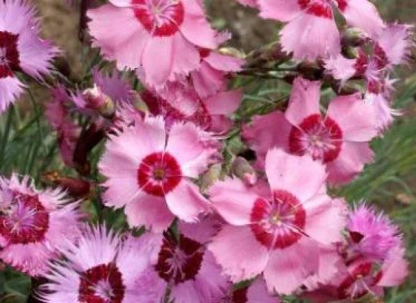 Cottage Pinks Seeds - 50 Fresh Dianthus Plumarius Perennial Flower Seeds