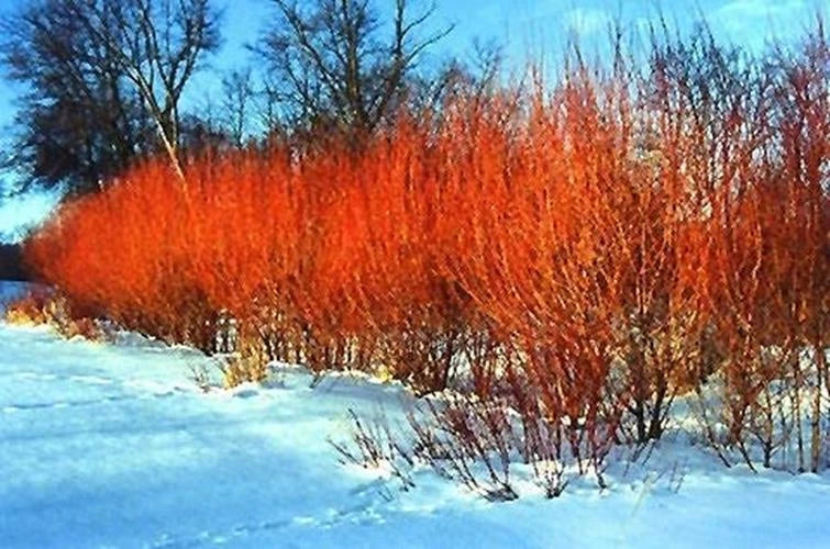 Flame Willow Tree Starter Plant - Vibrant Orange and Red Bark - Salix purpurea - Unique Rare Variety