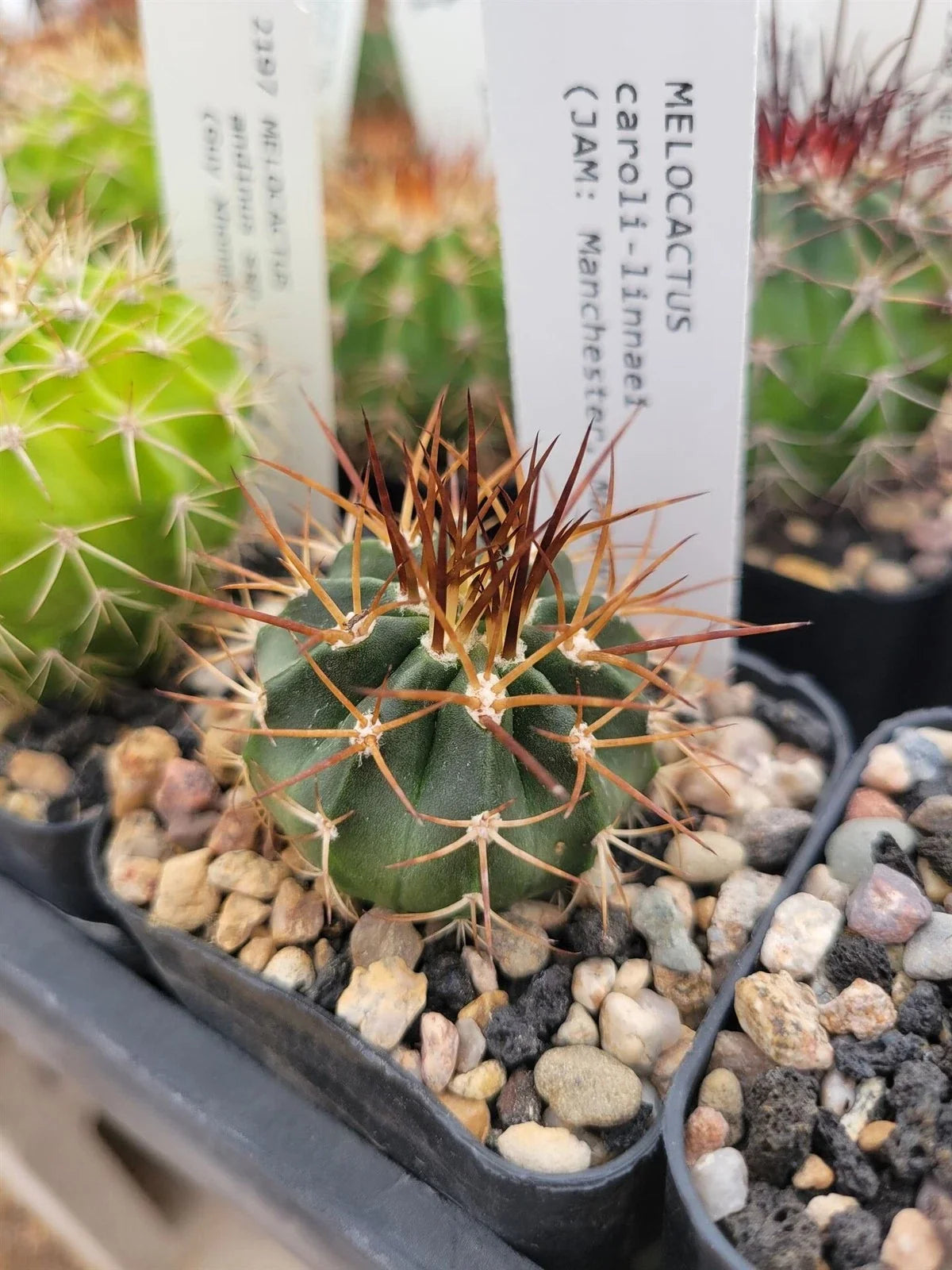 Melocactus caroli-linnaei Potted Cactus Plant – Unique Succulent with Pink Flowers, Rare Collectible, Indoor & Outdoor Xeriscape Plant