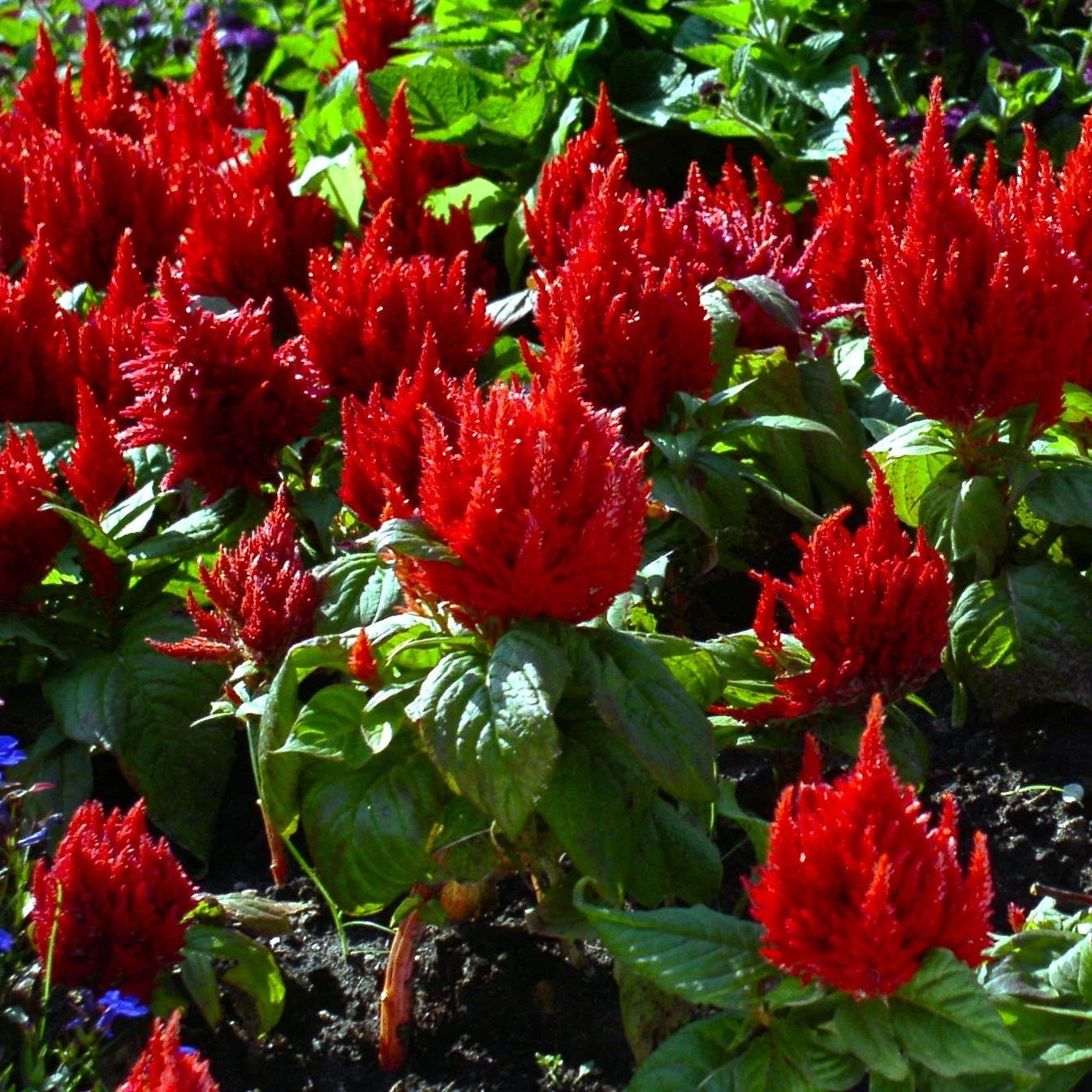 Celosia Seeds - Forest Fire Variety, Dark Red Feather, Plumosa, Celosia argentea var. plumosa, Annual Flower, Vibrant Blooms