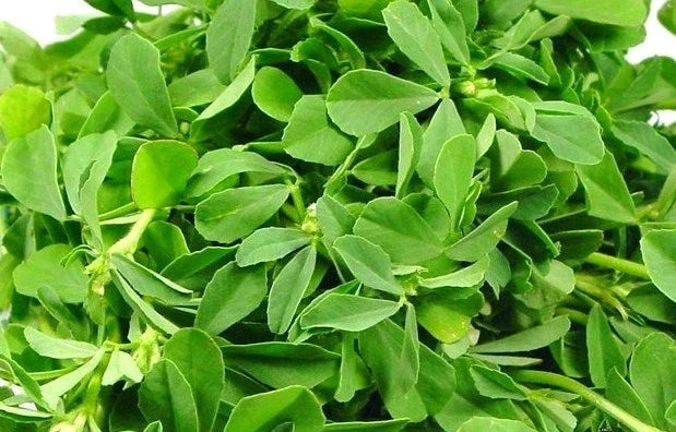 Fenugreek Herb Seeds – Non-GMO, Pack of 100 – Trigonella foenum-graecum, Culinary & Gardening Use