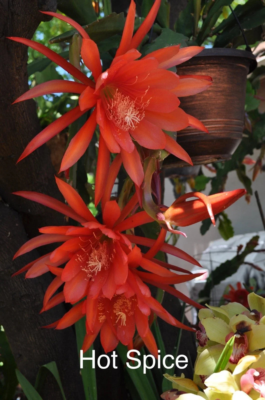 Epiphyllum Orchid Cactus Cuttings - 4 Rooted "Hot Spice" Epiphyllum spp. with New Growth for Indoor & Outdoor Gardens
