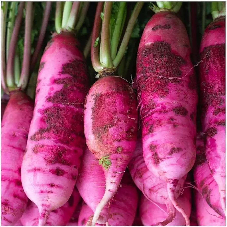Pink Summercicle Radish Seeds 100 Ct - Raphanus sativus Non-GMO Vegetable Seeds for Home Garden, Container & Raised Bed