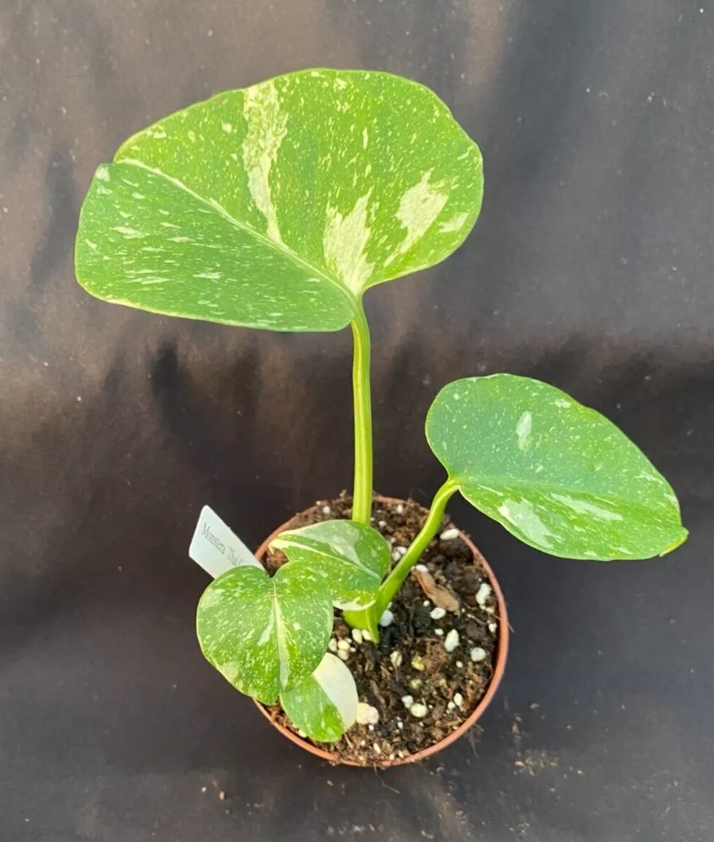 Monstera Thai Constellation Rooted Plant in 3" Pot, Variegated Foliage, Indoor Houseplant, Monstera deliciosa