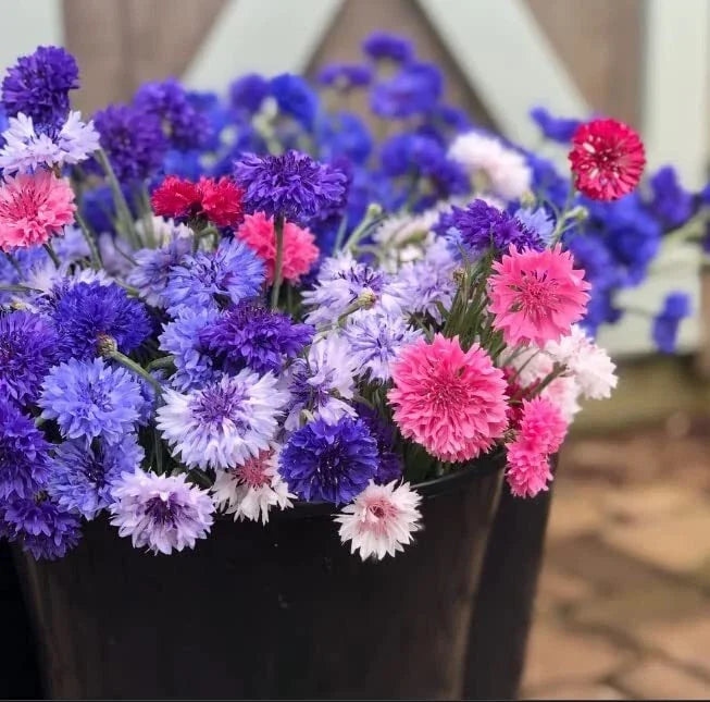 Polka Dot Bachelor Button Seeds - Heirloom Non-GMO - Vibrant Blue Flowers - Centaurea cyanus for Garden Planting