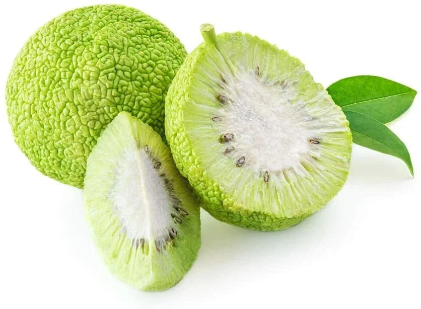 Osage Orange Tree Seeds - 20 Pack, Exotic Fruit Tree, Maclura pomifera, Drought-Tolerant, Wildlife-Friendly, Ornamental Landscape