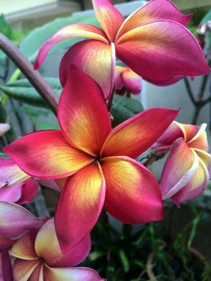 Plumeria Seeds - 5 Bright Pink Orange Flower Seeds - Perennial Tropical Plant - Plumeria rubra