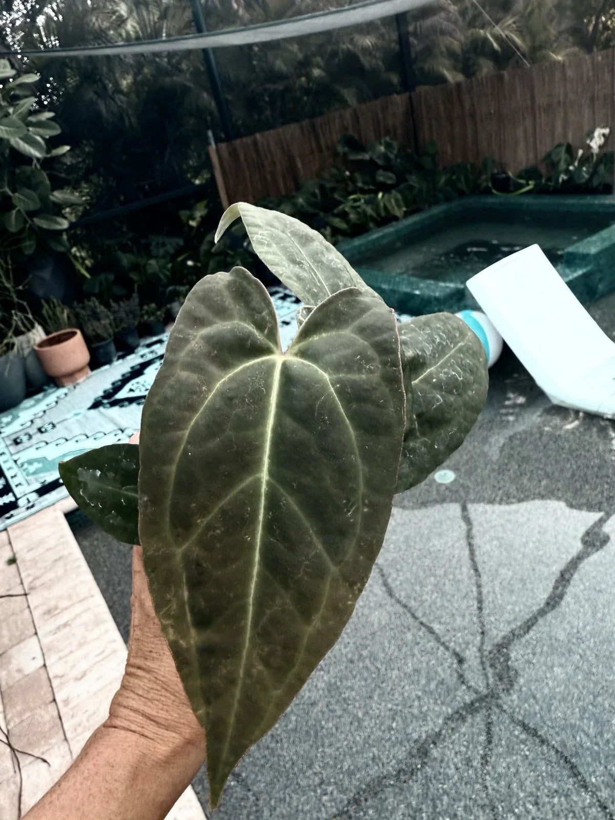 Anthurium Red Crystallinum X Crystallinum - Unique Hybrid Indoor Plant with Velvety Leaves