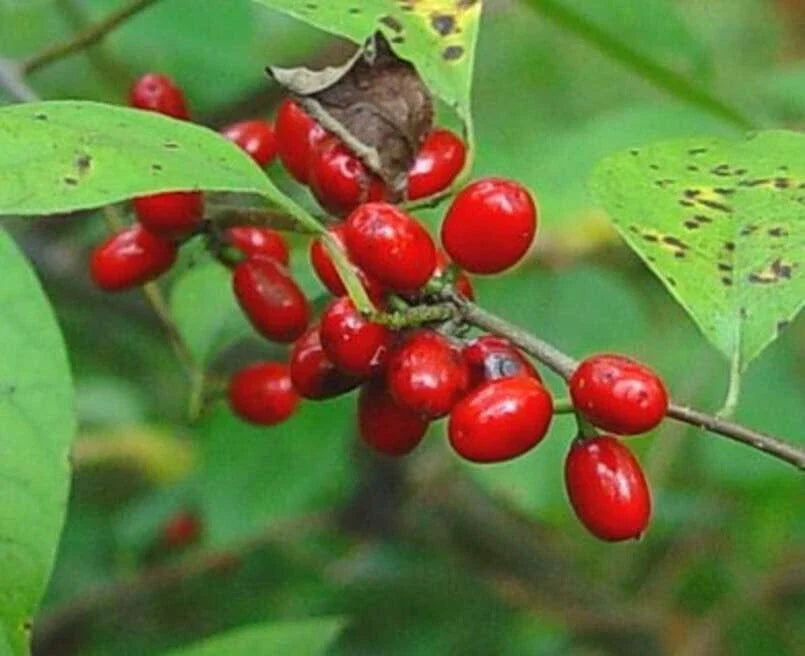 Spicebush Seeds for Planting - Lindera Benzoin Native Perennial Shrub, Fragrant Yellow Flowers, Made in USA