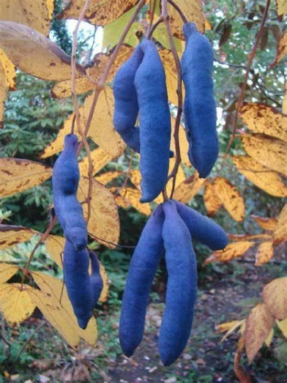 Organic Blue Sausage Fruit Seeds - Decaisnea fargesii, 10 Pack for Planting, Exotic Blue Fruits, Easy to Grow, Rare Garden Plant