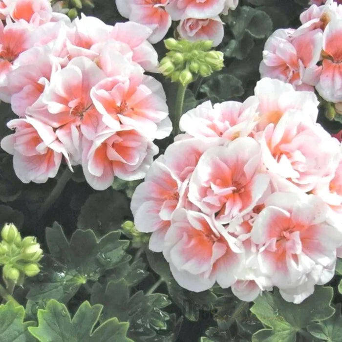 Pink White Geranium Seeds - 10 Perennial Pelargonium Seeds for Hanging Baskets