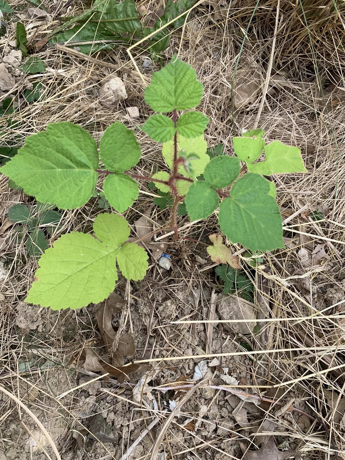 Wild Wineberry Bush Seedling Live Plants - 2 Bare Root Fruiting Berry Seedlings Rubus phoenicolasius