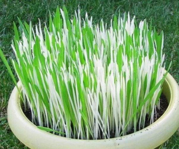 Variegated Cat Grass Seeds - Hordeum, 50 Count - Pet-Friendly Indoor Plant