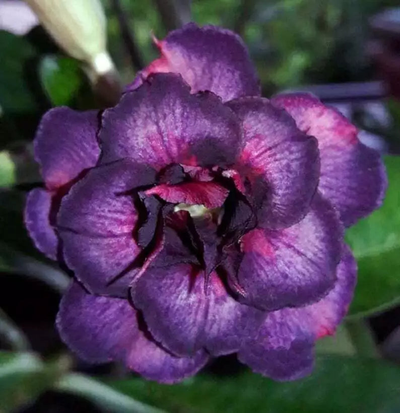 Dark Purple Pink Desert Rose Seeds – Adenium Obesum – Exotic Flower Seeds for Garden, Pot & Indoor Decor – 4 Pack