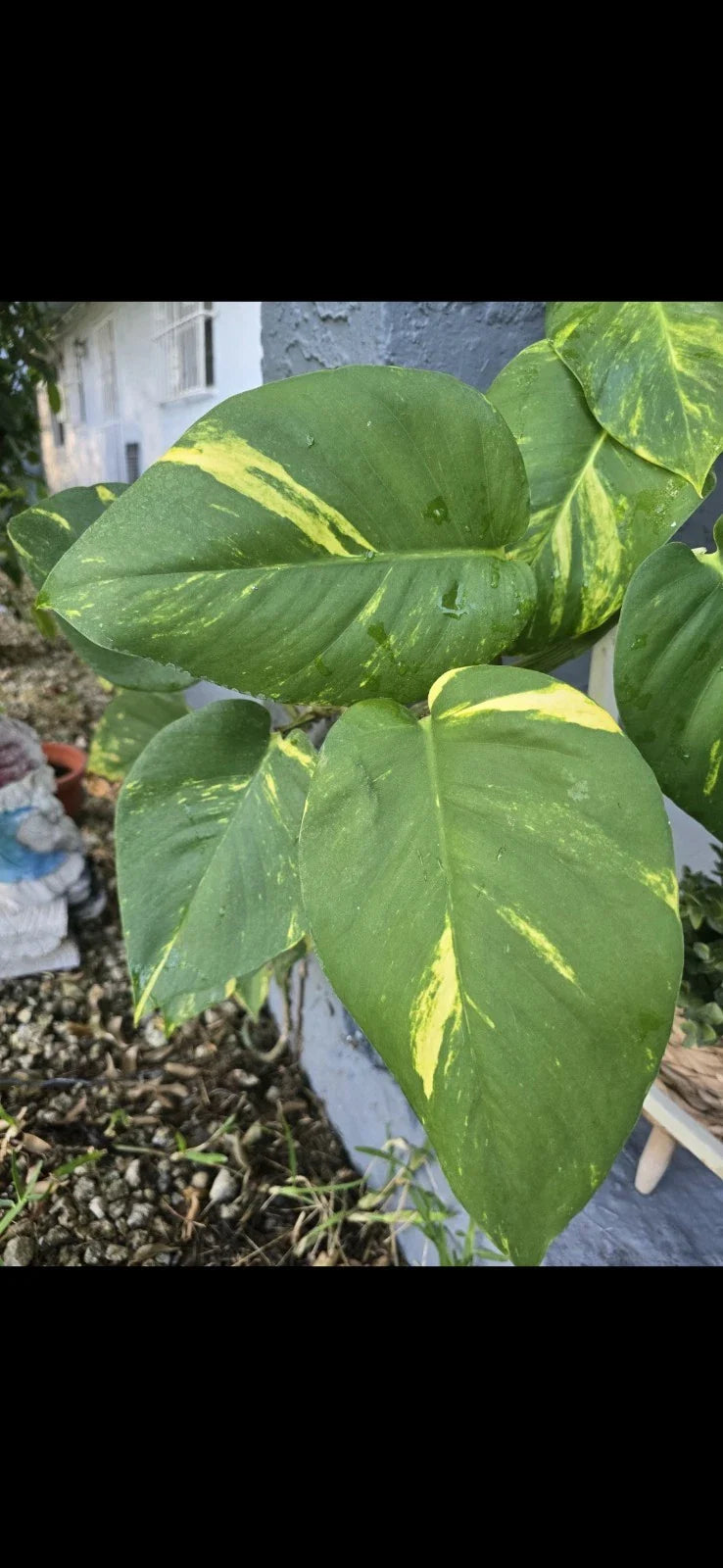 Golden Pathos Live Plant Cuttings with Roots – Epipremnum aureum – Indoor/Outdoor Vining Plant