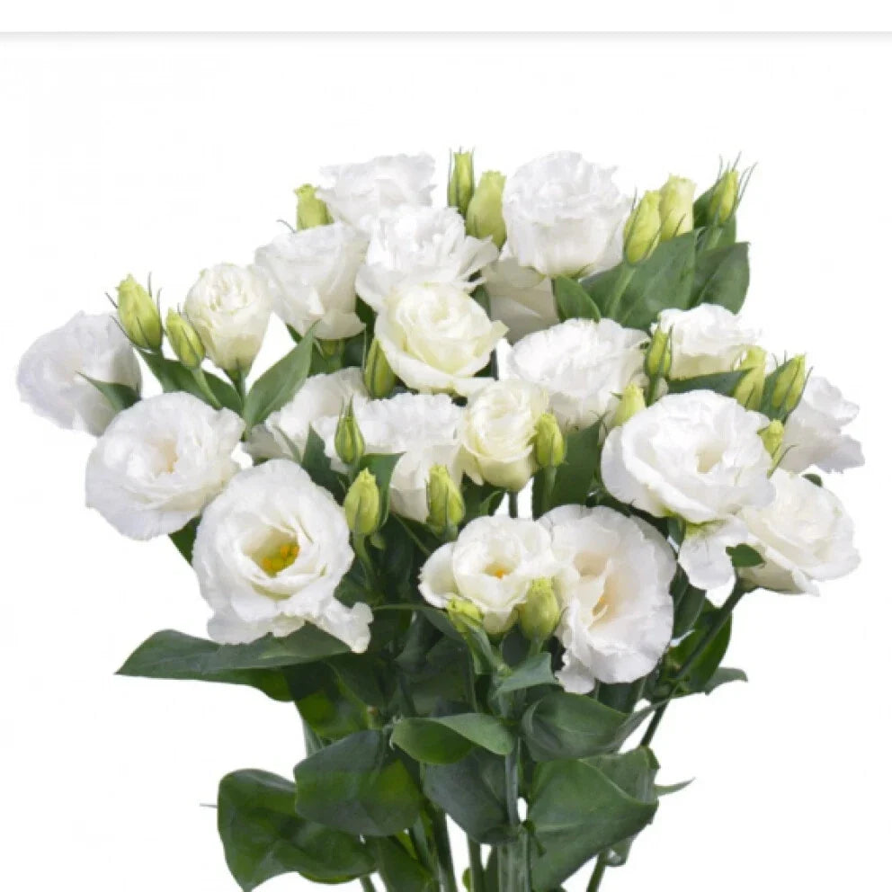 White Lisianthus Flowers Plug 3-5 Inch Well Rooted Eustoma grandiflorum for Gardens & Floral Arrangements