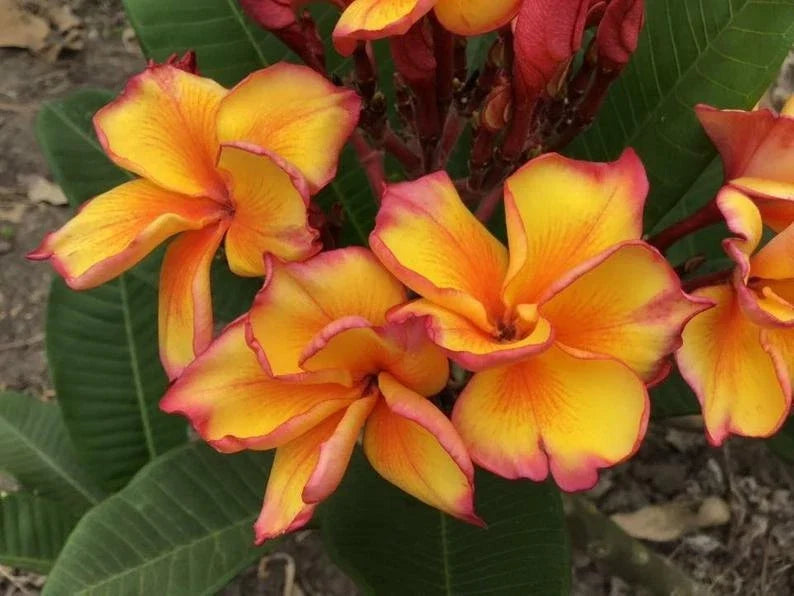 Bright Yellow Plumeria Seeds - 5 Perennial Flower Seeds - Plumeria rubra for Gardens, Patio, Potted Plants