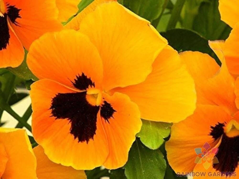 200+ Orange Blotch Pansy Seeds | Viola tricolor var. hortensis | Garden Flower, Annual, Compact Growth, Full Sun to Partial Shade