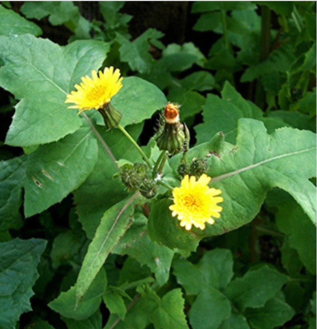 Smooth Sowthistle Seeds - Organic Non-GMO Heirloom Medicinal Herb Seeds for Herbal Remedies, Sonchus oleraceus