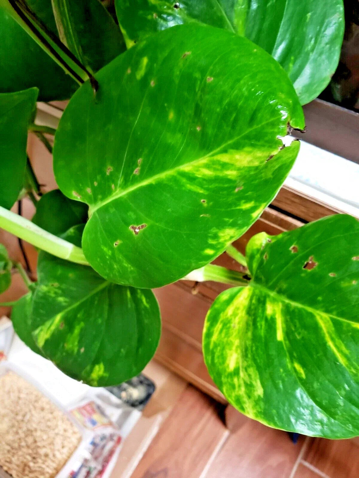 Epipremnum Money Plant Cuttings - 4 Rooted Live Vining Houseplants, Low Light Indoor Plant, Devil's Ivy, 6-10 Inch Stem