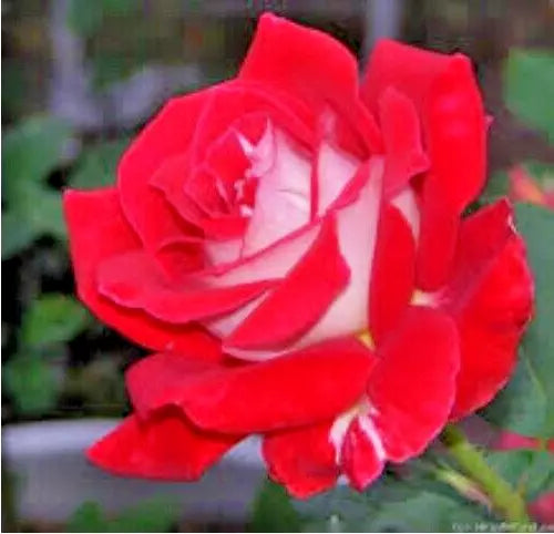Rose Bush Love - 1-2 Ft Compact Red Silver White Spicy Fragrance Rosa 'Love' AARS 1980