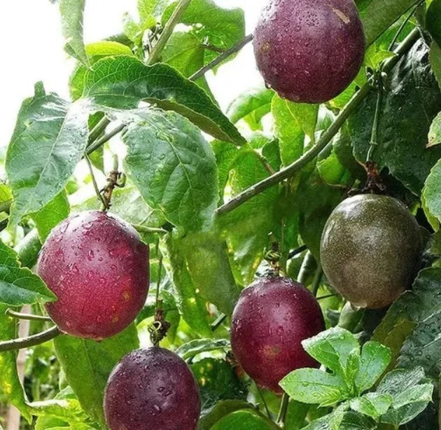 Purple Passionfruit Live Plant - 4-6" Passiflora edulis - Tropical Fruit Vine for Garden or Indoor