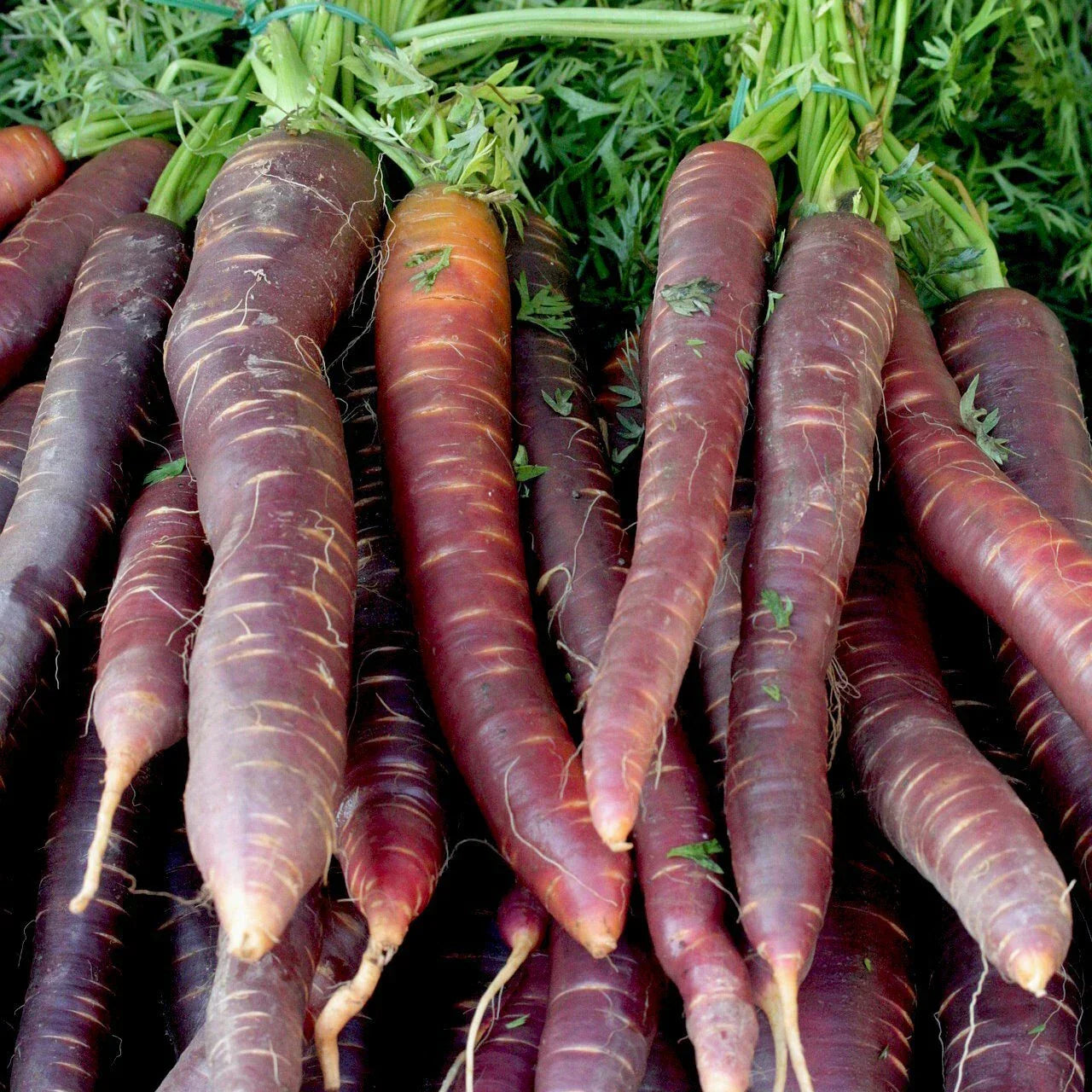 Cosmic Purple Carrot Seeds - NON-GMO Heirloom Variety - Multiple Sizes
