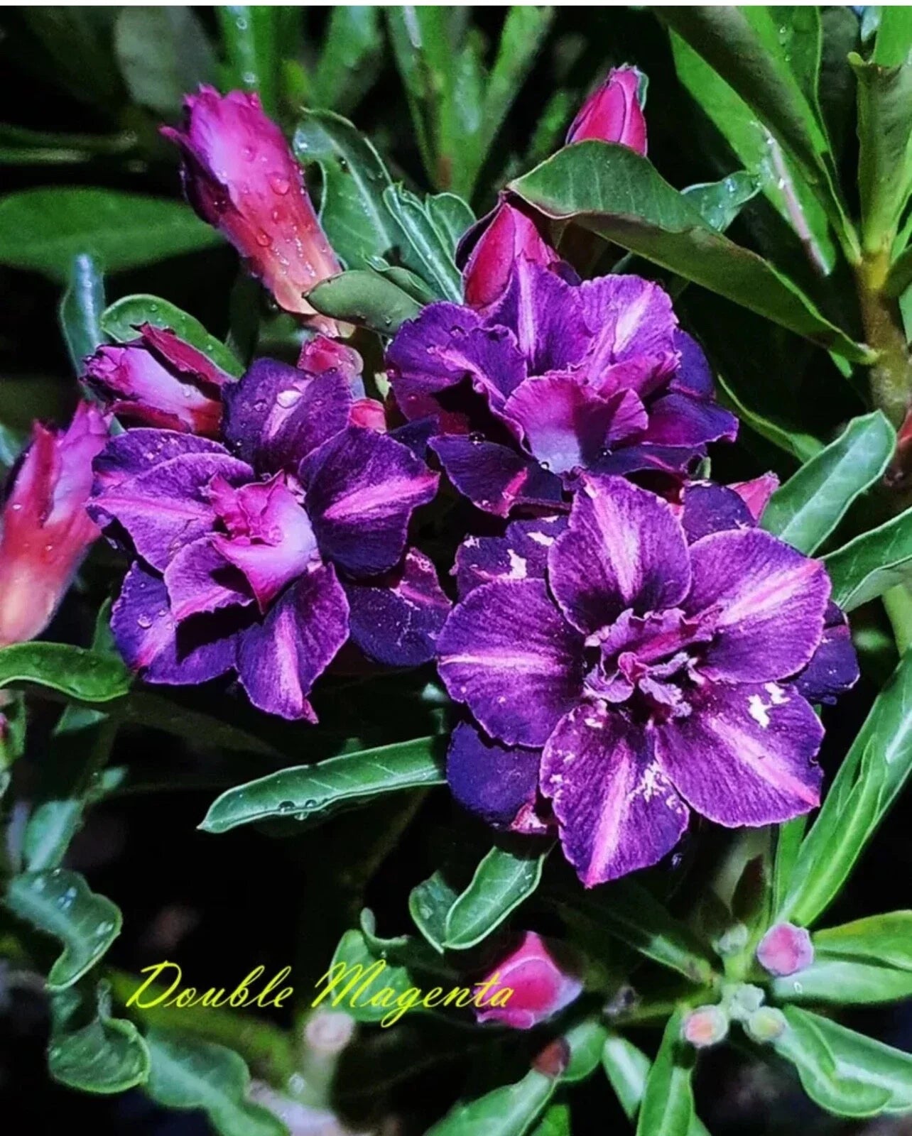 Double Magenta Desert Rose Plant - Small Rooted Seedling 4-6 Inches - Adenium Obesum Succulent Flowering Plant