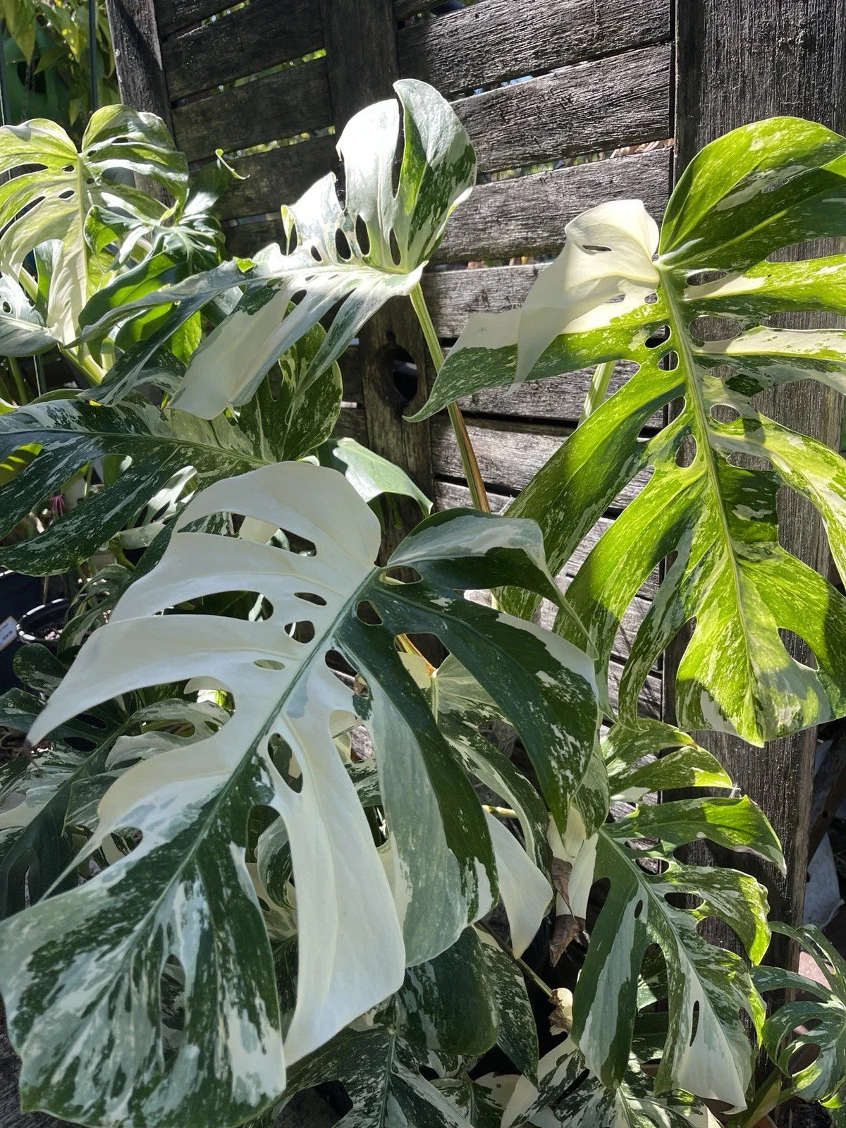 Monstera Albo Cutting - Rare Variegated Houseplant - Monstera deliciosa 'Albo Variegata' - Indoor Plant Propagation