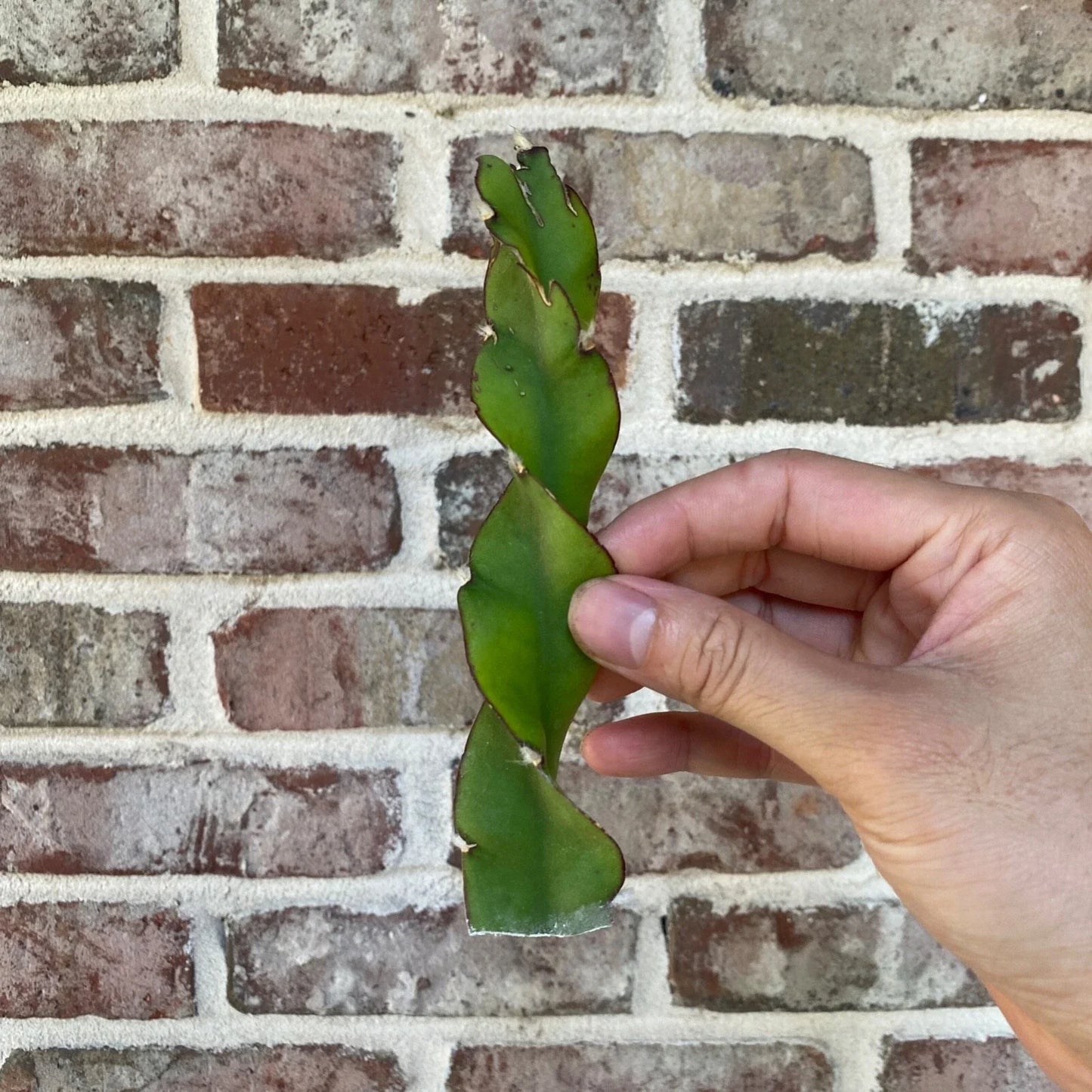 Hurricane Cactus Cutting - 6 Inch Lepismium cruciforme f. spiralis Indoor Succulent Plant for Home Decor