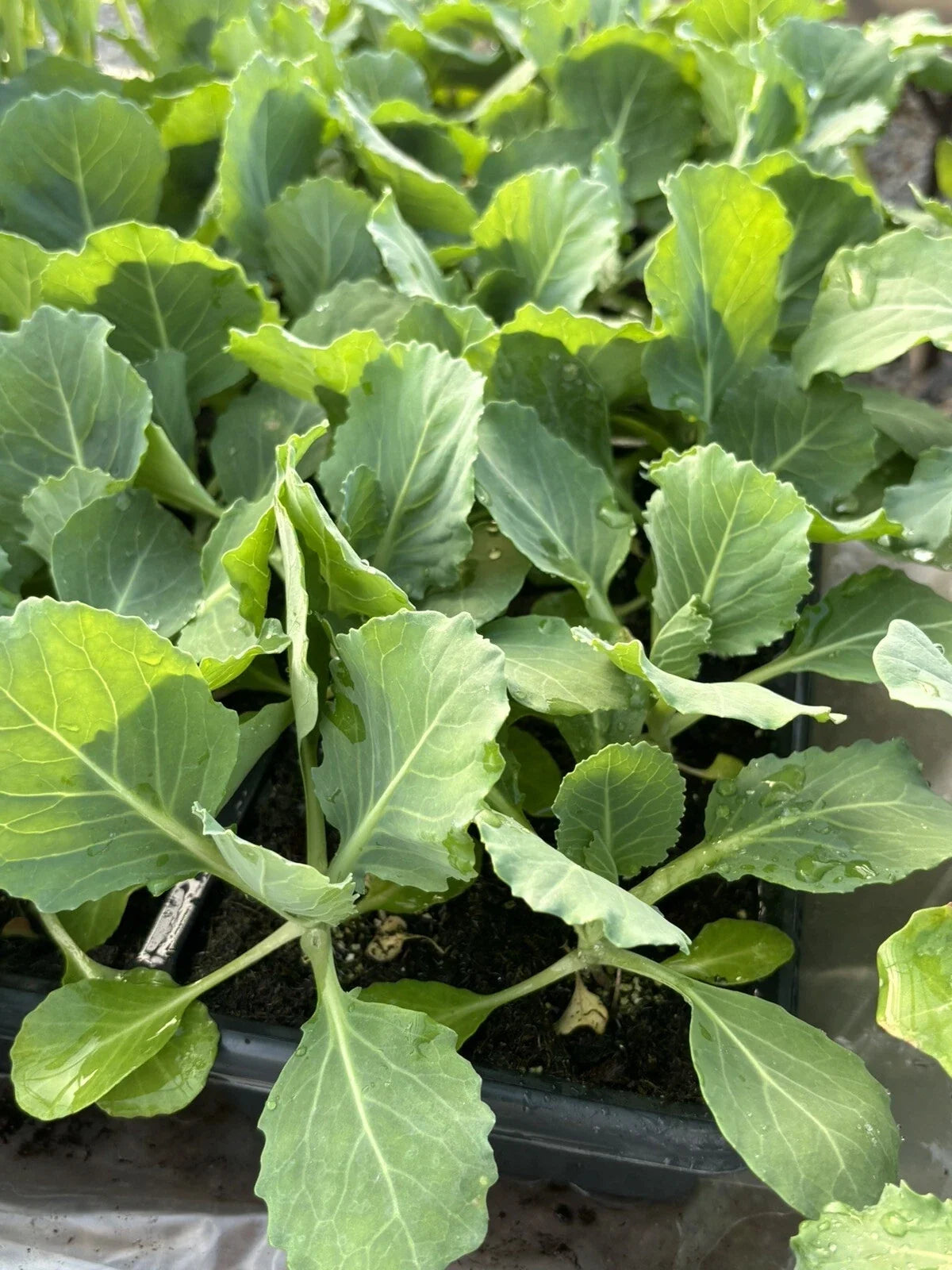 Live 'Golden Cross' Cabbage Plants - 6 Inch Brassica oleracea, Ready for Transplanting, Non-GMO, High-Yield, Organic Vegetables