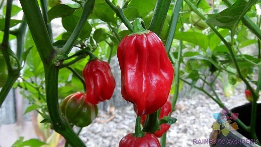 Aji Chombo Hot Pepper Seeds - 25+ Pack, Capsicum chinense, Full Sun, Non-GMO, USA Grown, for Garden & Container Planting