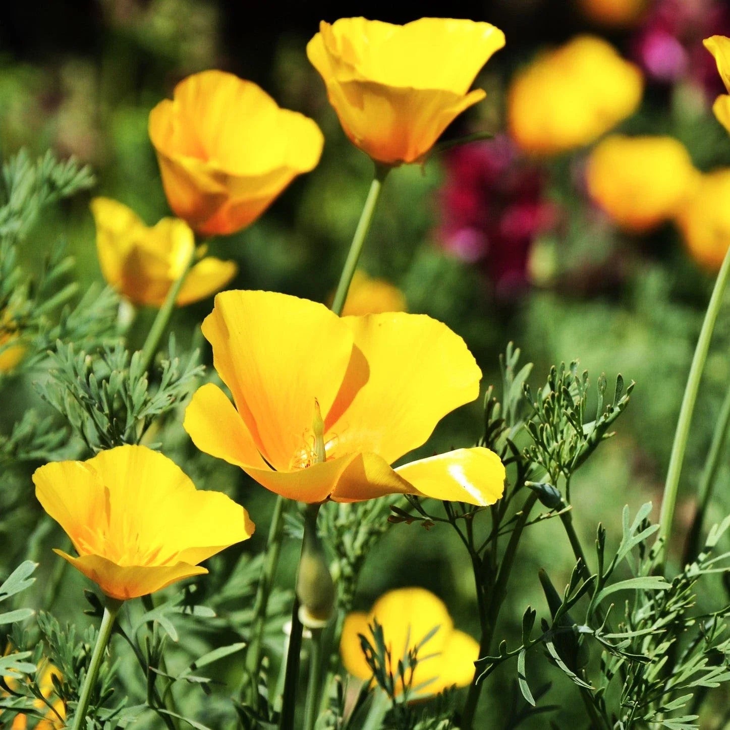 California Poppy Seeds - Chrome Queen Yellow - Sulphur Yellow Flowers - Eschscholzia californica for 2025 Planting