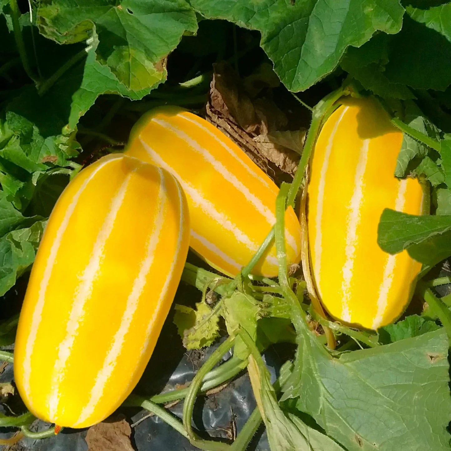 Golden Giant Korean Melon Seeds - Hybrid Cucumis melo with Yellow & White Stripes, Vining Fruit for 2025 Planting