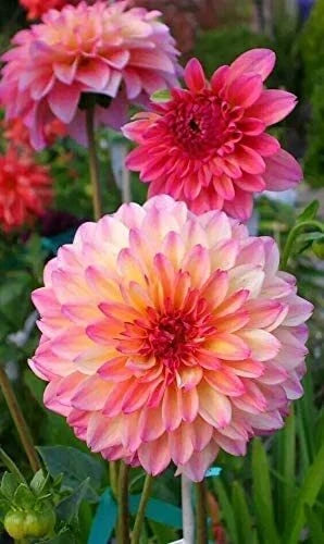 Rare Mix Dahlia Flower Seeds - 100+ Varieties, Easy to Grow, Dahlia pinnata, Vibrant Colors, USA-made, Ships from Iowa