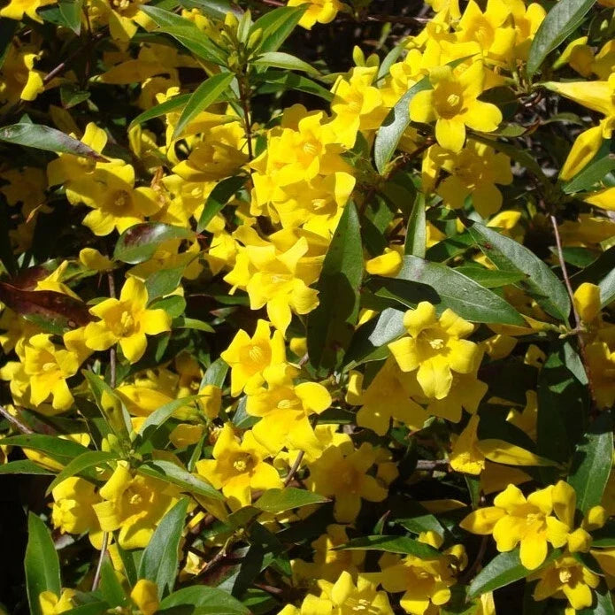 Carolina Jasmine Live Plant - Climbing Vine with Fragrant Yellow Blooms - Gelsemium sempervirens - No Pot