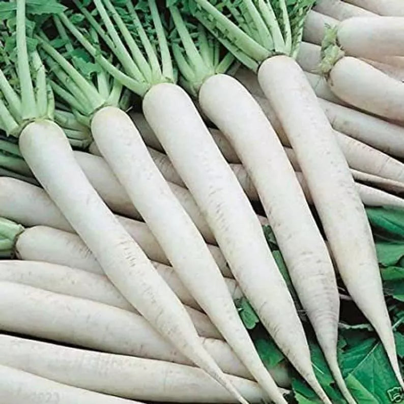 White Icicle Radish Seeds 200 Ct - Heirloom NON-GMO Raphanus sativus