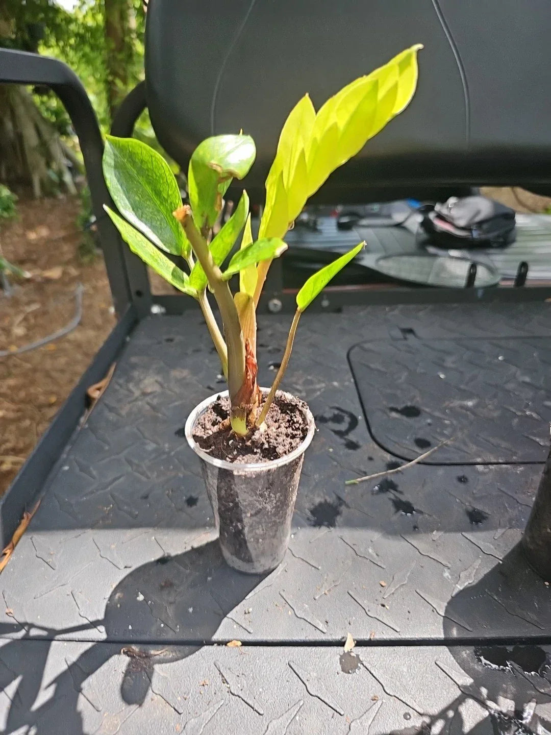 ZZ Plant Chameleon Variegated 3" Pot - Zamioculcas zamiifolia Indoor Houseplant