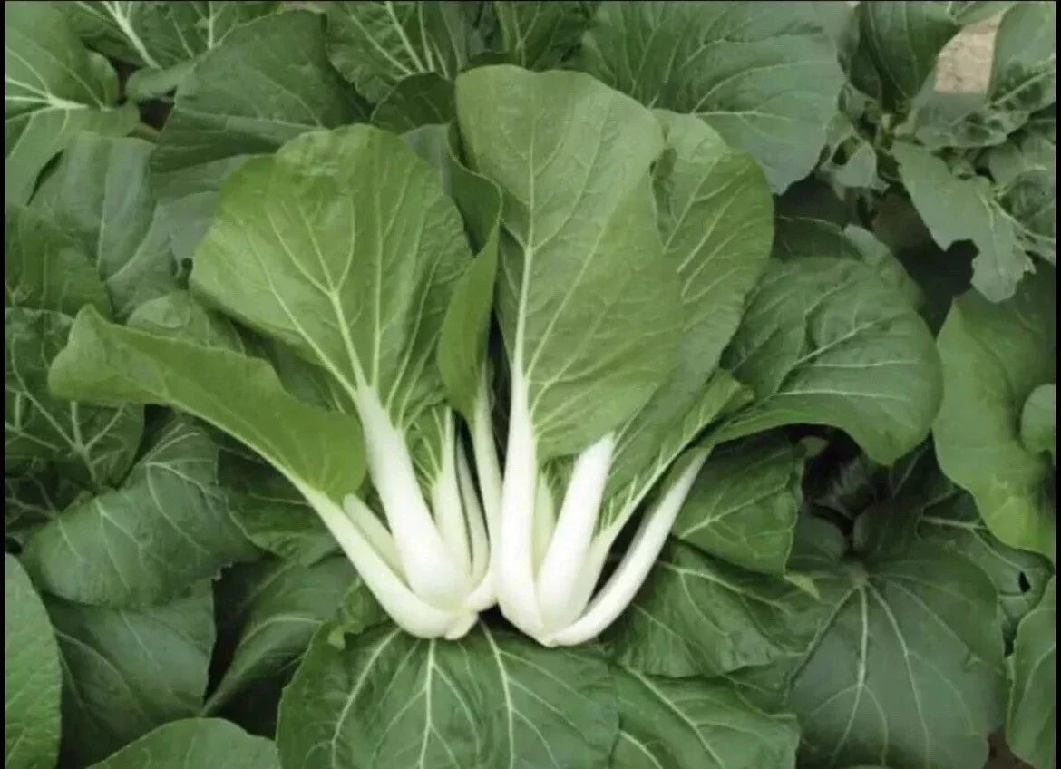 White Stem Pak Choi Seeds - Non-GMO Brassica rapa var. chinensis for Home Garden, Salad & Stir-Fry