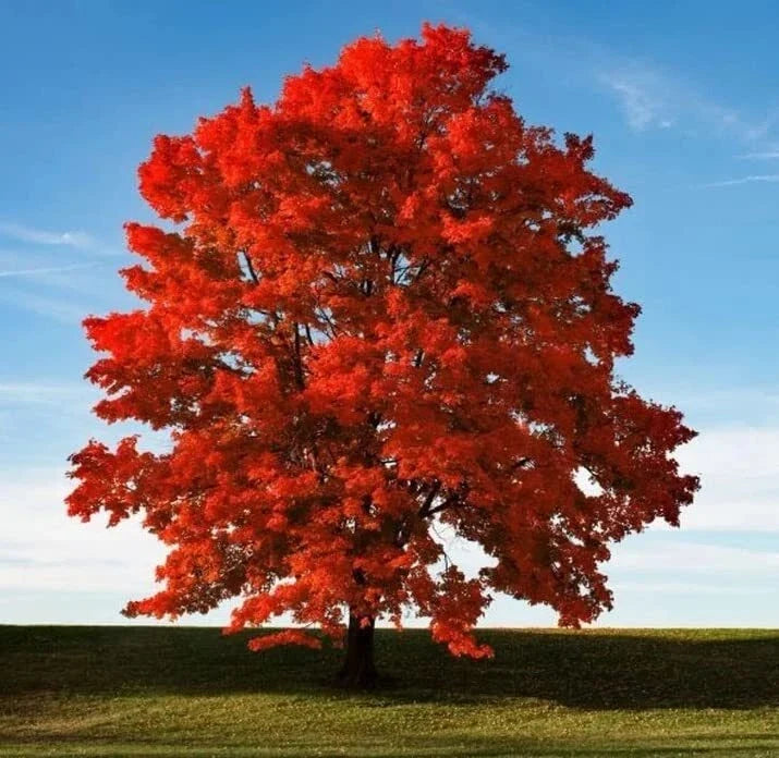 Red Maple Seeds for Planting Outdoors - Acer rubrum Heirloom Tree Seeds - Non-GMO, Fast-Growing, Native Variety