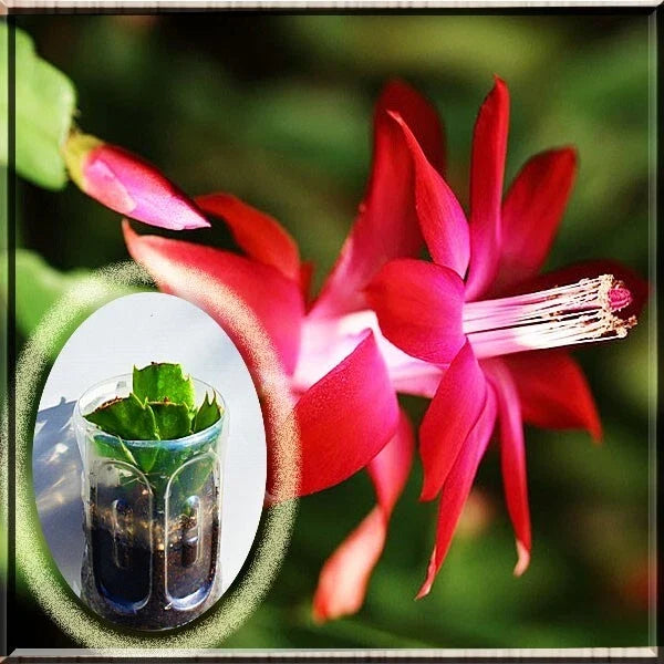 Red Christmas Cactus Live Plant in 2.5" Pot, Schlumbergera Zygo, Indoor Holiday Succulent