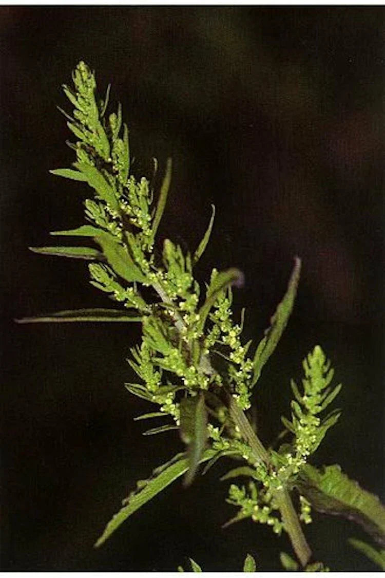 Epazote Seeds - 300 Non-GMO Chenopodium Ambrosioides Mexican Herb for Cooking