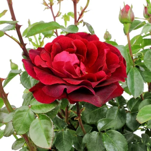 Rose Bush Live Plant 1-2' Red Fragrant Rosa 'True Spirit' Full Sun Zones 5-10